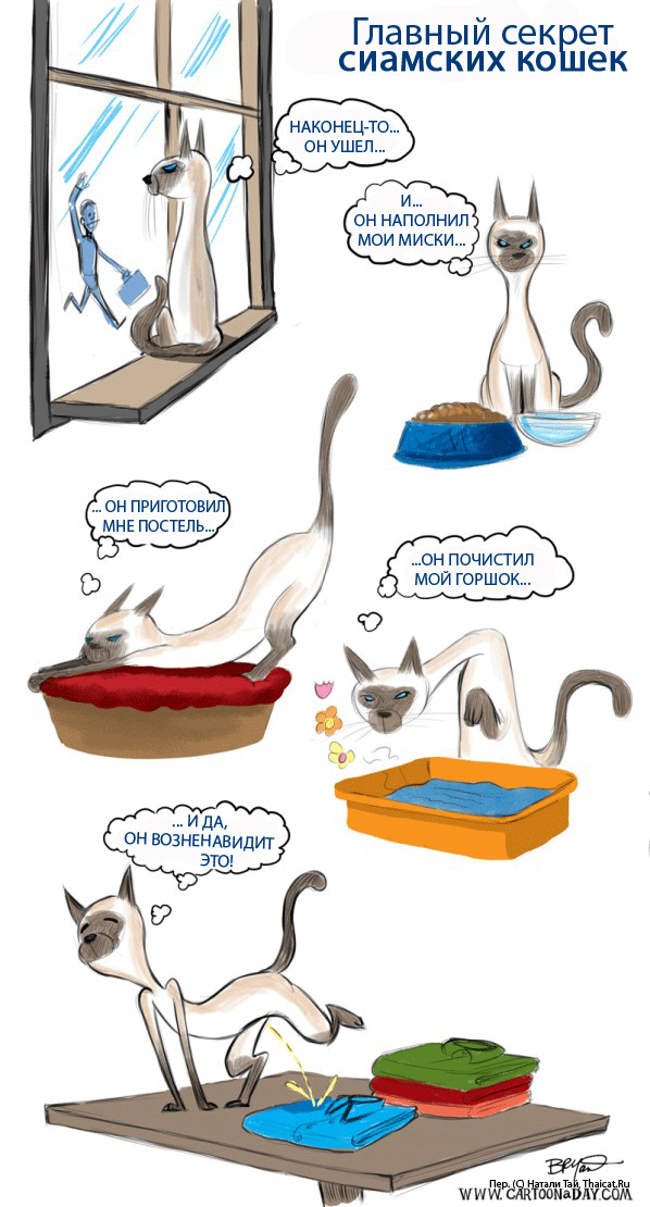 Главный секрет сиамских кошек