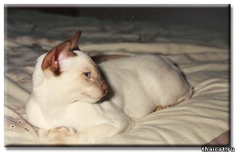 Большой Чемпион Синоп Супер Нова / Gr.Ch. Sinope Super Nova