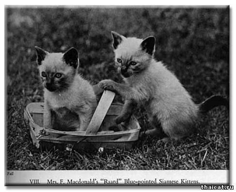 Сиамские котята окраса блю-пойнт миссис Ф.Макдональд, питомник Раард