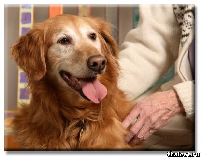 Остеоартроз у собак: лечение