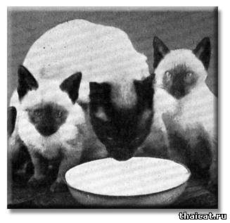 Советы по кормлению кошек 1940-х гг