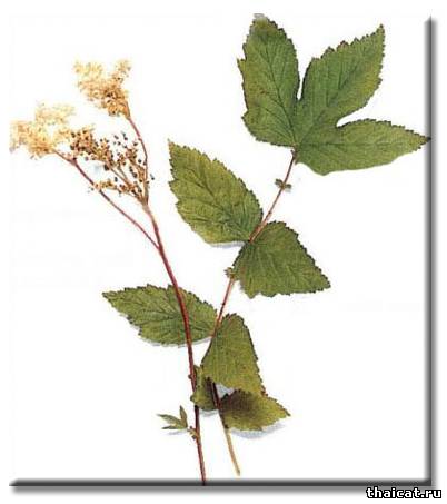 Нетрадиционное лечение поноса у кошек