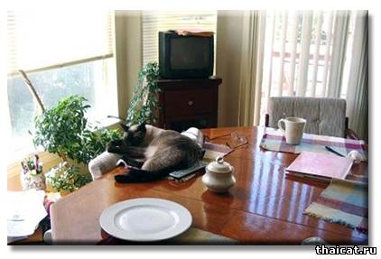 Сиамский кот Бежик - Шаман, или победа разума над сарсапариллой