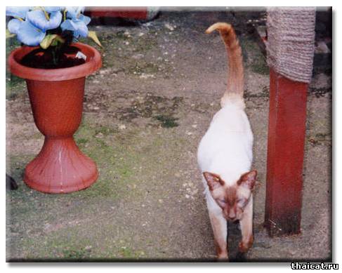 Чемпион Джиннистман Мэд Керью / Ch. Ginnistam Mad Carew