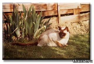 Раундвей Ауриша / Roundway Ourisia 