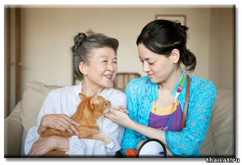 Кошка напрокат - необходимое благо или безумие?