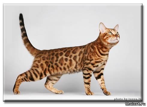 ТОП-10 популярных пород кошек в США. Бенгальская