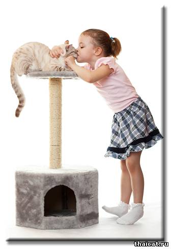 5 главных принципов выбора котенка, который доставит минимум хлопот и максимум радости и удовольствия