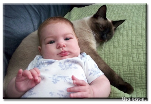 Сиамский кот Тоби и малышка Виллу Фасолинка