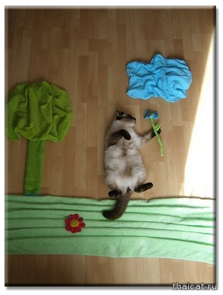 Домашняя фотосессия с кошкой