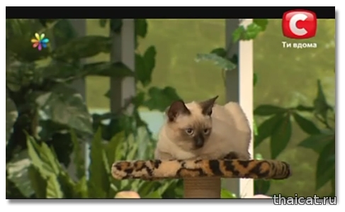 Тайский котенок в ТВ-шоу