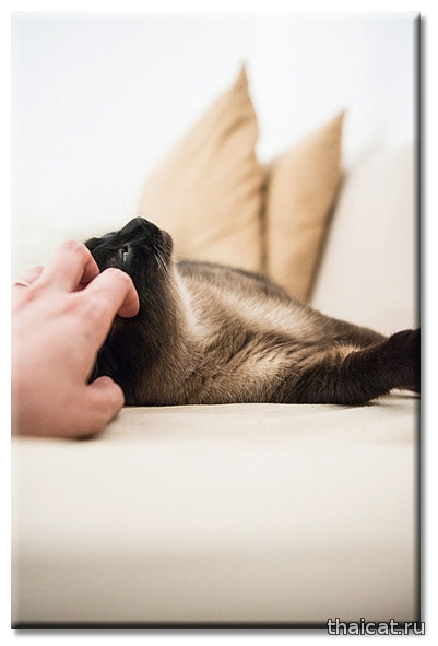 10 признаков того, что ваша кошка счастлива