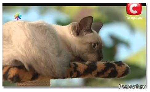 Тайский котенок в ТВ-шоу
