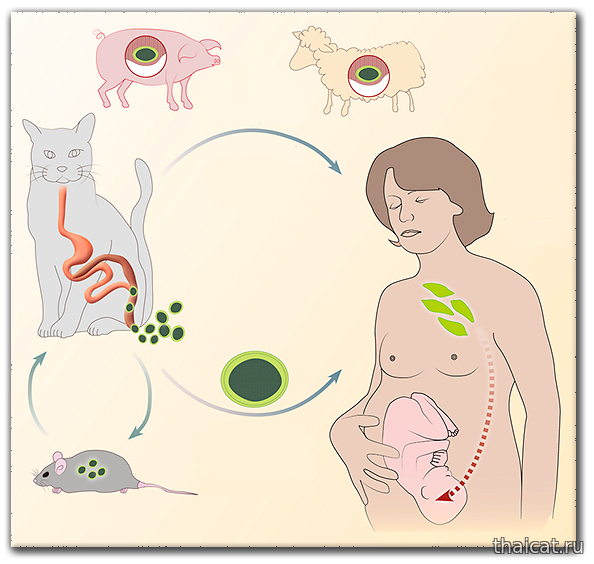 Токсоплазма - бесстрашный кошачий пассажир