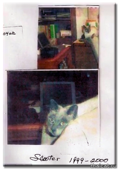 Сиамский кот 30 лет попал в Книгу Рекордов Гиннеса
