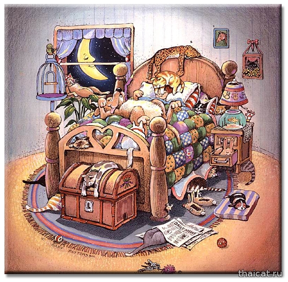 Гарри Паттерсон: веселые рисунки сиамских кошек