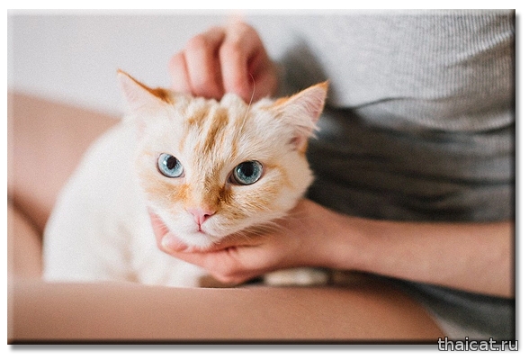 Очаровательная кошка ред-пойнт по кличке Майонез