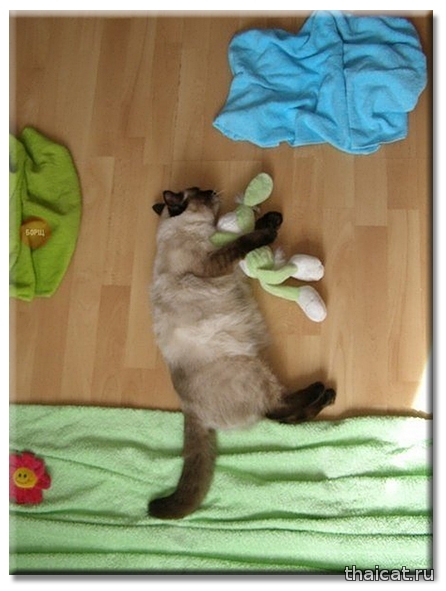 Домашняя фотосессия с кошкой