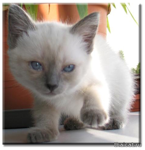 Тайская кошка Дафна, блю-пойнт. Daphne Thai Cat Club. Клуб Тайских Кошек