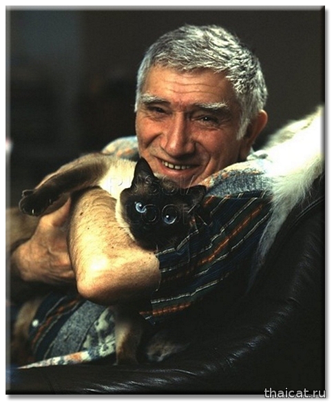 Популярность сиамских и тайских кошек в СССР и России