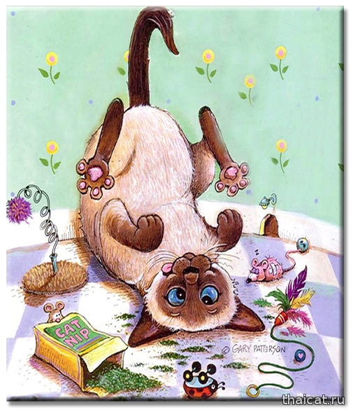 Гарри Паттерсон: веселые рисунки сиамских кошек