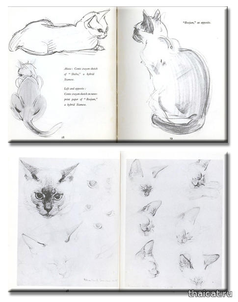 Клер Терлей Ньюберри. Как рисовать сиамскую кошку