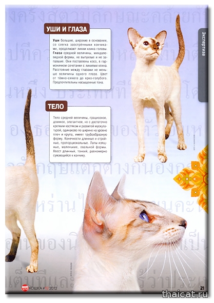 Сиамские кошки. Журнал Мой друг кошка №12-2012