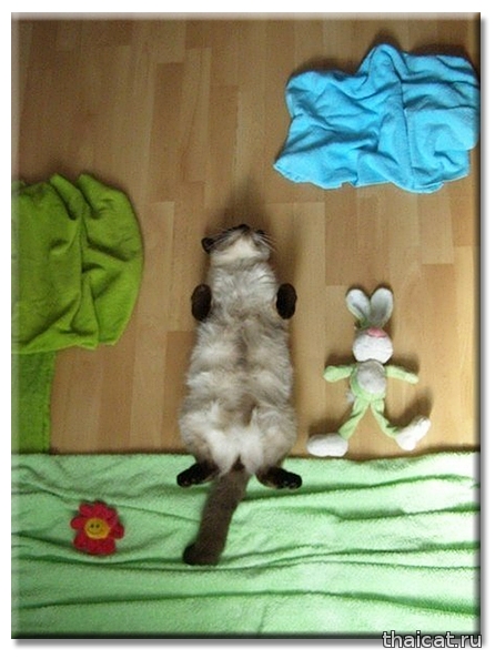 Домашняя фотосессия с кошкой