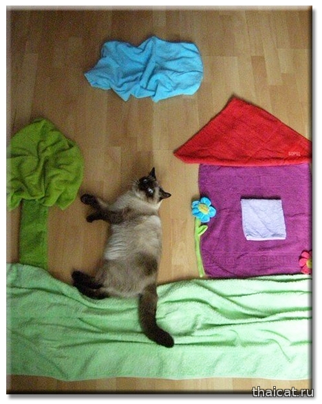 Домашняя фотосессия с кошкой