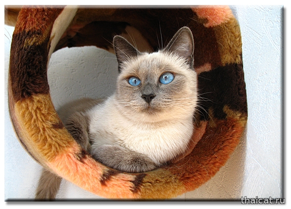 Тайская кошка Дафна, блю-пойнт. Daphne Thai Cat Club. Клуб Тайских Кошек