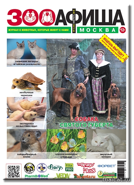 Сиамские и тайские кошки, меконг-бобтейлы Сиамские и тайские кошки, меконг-бобтейлы