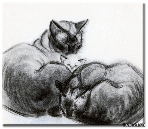 Клер Терлей Ньюберри и ее сиамские кошки