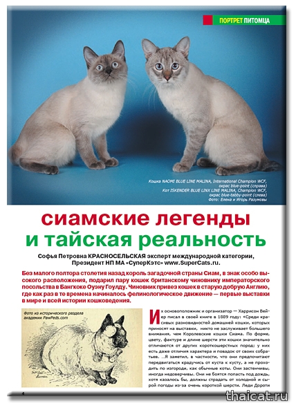 Тайская Кошка Отличия Фото Тайская Кошка Отличия Фото