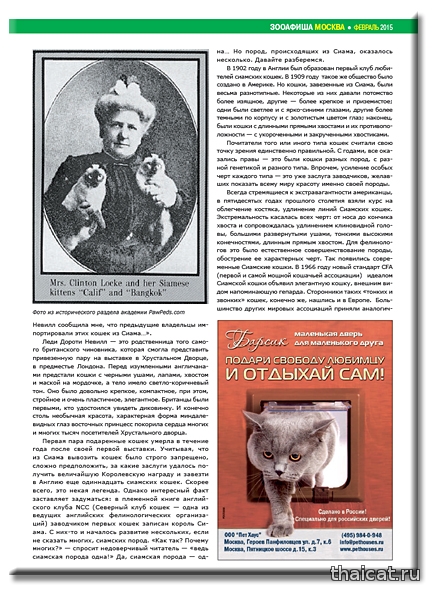 Сиамские и тайские кошки, меконг-бобтейлы Сиамские и тайские кошки, меконг-бобтейлы