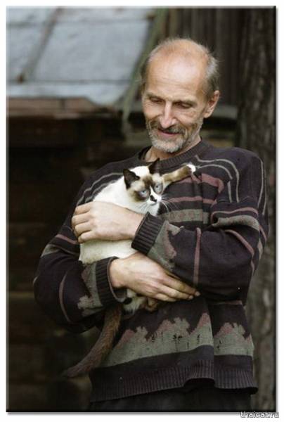 Популярность сиамских и тайских кошек в СССР и России