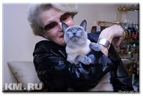 Популярность сиамских и тайских кошек в СССР и России