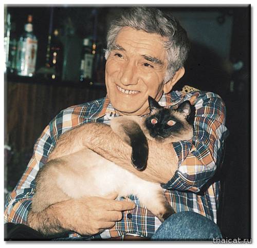 Популярность сиамских и тайских кошек в СССР и России