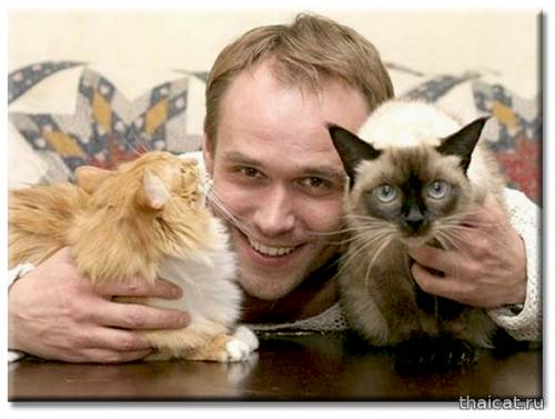 Популярность сиамских и тайских кошек в СССР и России