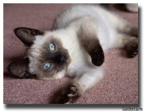 тайский котенок окраса шоколад-пойнт