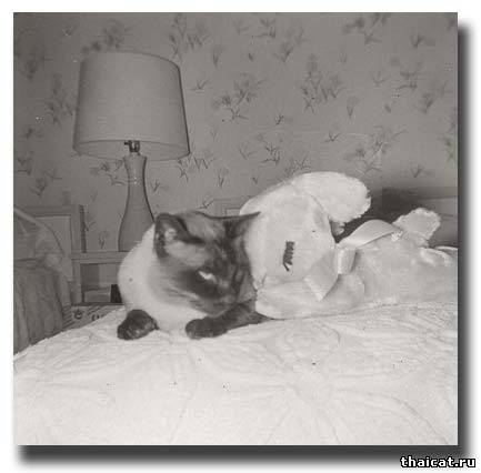 сиамская кошка