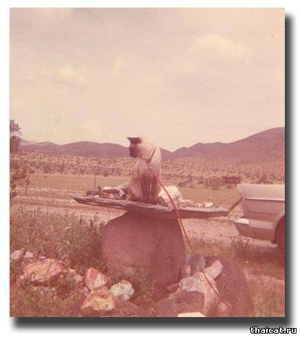 сиамская кошка