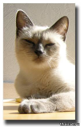 Дафна, тайская кошка