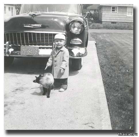 сиамская кошка