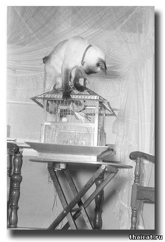 сиамская кошка