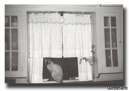 сиамская кошка