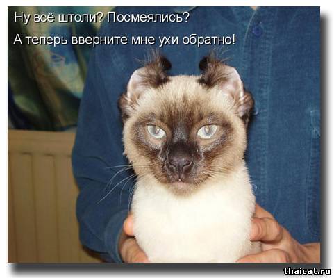 Посмеялись? А теперь верните мне ухи обратно!