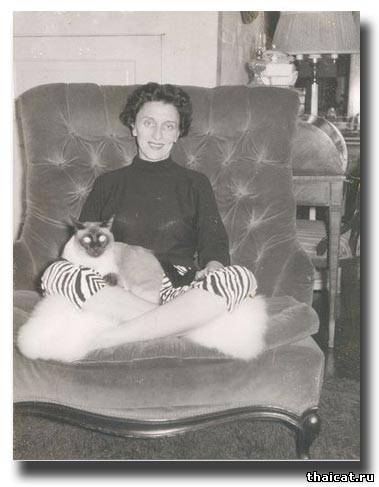 сиамский кот и поза йоги