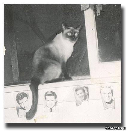 сиамская кошка