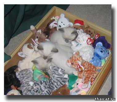 Ящик игрушек