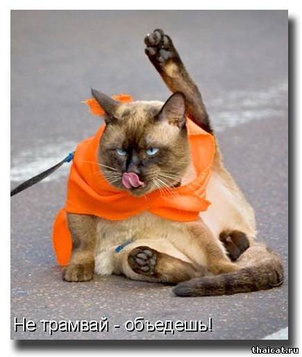 Не трамвай - объедешь!